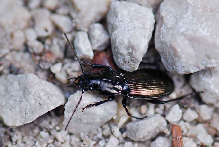 Da Identificare: Pterostichus jurinei